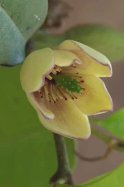 Everblooming Banana Shrub - Michelia Figo 'Hagiwara' - 1 Gallon Pot