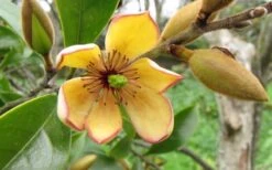 Banana Shrub - 2 Gallon Pot -Wilson Bros Gardens Banana Shrub Flower Closeup 2