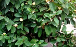Skinner's Banana Shrub Magnolia - 3 Gallon Pot 13 Skinner's Banana Shrub Magnolia - 3 Gallon Pot -Wilson Bros Gardens Banana Shrub Foliage 3