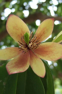 Banana Shrub - 2 Gallon Pot