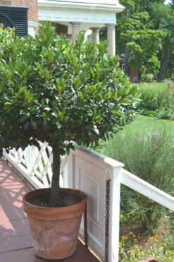 Bay Laurel (Sweet Bay) - Laurus Nobilis - 1 Gallon Pot -Wilson Bros Gardens Bay Laurel 10