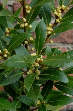 Bay Laurel (Sweet Bay) - Laurus Nobilis - 3 Gallon Pot -Wilson Bros Gardens Bay Laurel 2 1