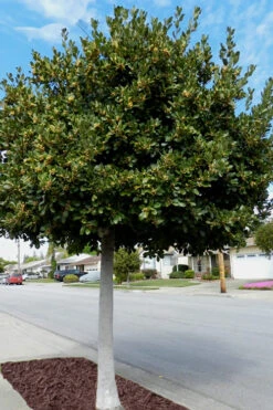 Bay Laurel (Sweet Bay) - Laurus Nobilis - 1 Gallon Pot -Wilson Bros Gardens Bay Laurel 5