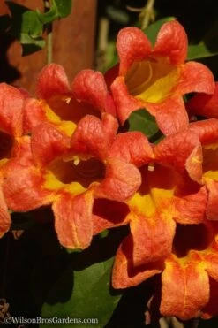 Tangerine Beauty Crossvine Bignonia - 6 Pack Of 1 Gallon Pots -Wilson Bros Gardens Bignonia Tangerine Beauty 20