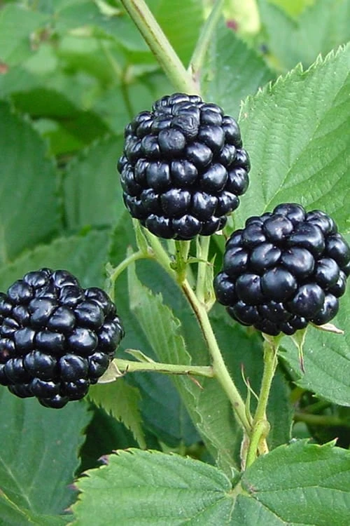 Natchez Thornless Blackberry - 6 Pack Of 1 Gallon Pots 1 Natchez Thornless Blackberry - 6 Pack Of 1 Gallon Pots