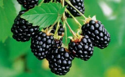 Navaho Thornless Blackberry - 1 Gallon Pot -Wilson Bros Gardens Blackberry Navaho 2 2