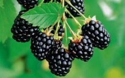 Navaho Thornless Blackberry - 6 Pack Of 1 Gallon Pots -Wilson Bros Gardens Blackberry Navaho 2