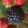 Osage Thornless Blackberry -1 Gallon Pot