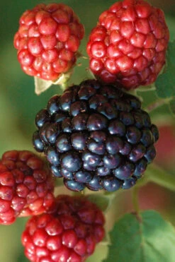 Osage Thornless Blackberry -1 Gallon Pot