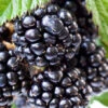 Ouachita Thornless Blackberry - 1 Gallon Pot
