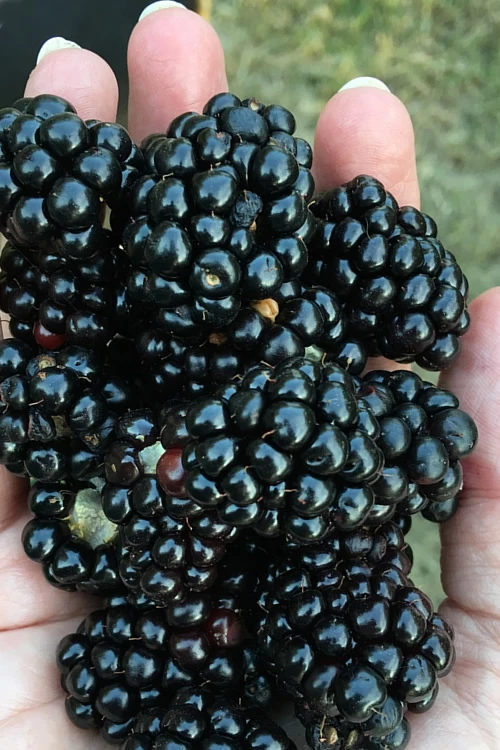 Prime Ark Freedom Blackberry Plant - 3 Gallon Pot 1 Prime Ark Freedom Blackberry Plant - 3 Gallon Pot