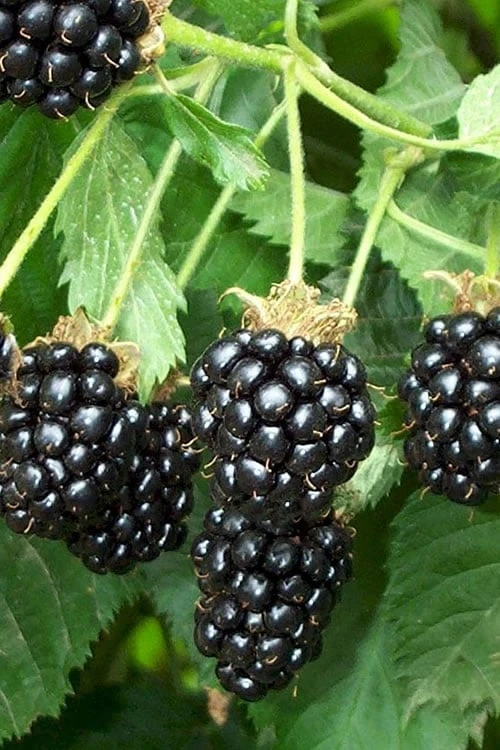 Triple Crown Thornless Blackberry Plant - 3 Gallon Pot 1 Triple Crown Thornless Blackberry Plant - 3 Gallon Pot