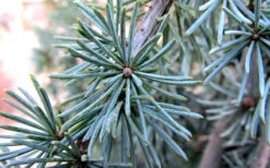 Horstmann Dwarf Blue Atlas Cedar - 3 Gallon Pot 7 Horstmann Dwarf Blue Atlas Cedar - 3 Gallon Pot -Wilson Bros Gardens Blue Atlas Cedar Needles Foliage leaves 1