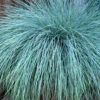 Beyond Blue Festuca (Fescue) - 6 Pack Of 1 Gallon Pots