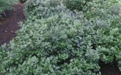 Blue Mist Fothergilla - 3 Gallon Pot -Wilson Bros Gardens Blue Mist Dwarf Fothergilla 1