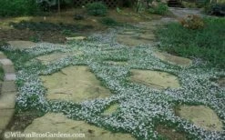 Blue Star Creeper (Laurentia Fluviatilis) - 18 Pack Of Pint Pots 15 Blue Star Creeper (Laurentia Fluviatilis) - 18 Pack Of Pint Pots -Wilson Bros Gardens Blue Star Creeper 20 3