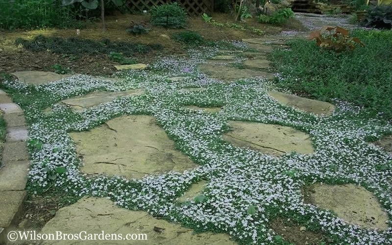 Blue Star Creeper (Laurentia Fluviatilis) - 6 Pack Of Pint Pots 7 Blue Star Creeper (Laurentia Fluviatilis) - 6 Pack Of Pint Pots - Image 7
