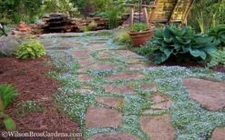 Blue Star Creeper (Laurentia Fluviatilis) - 5 Pack Of Pint Pots -Wilson Bros Gardens Blue Star Creeper 21 1