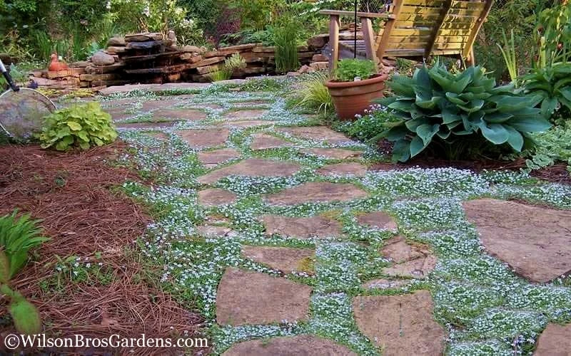 Blue Star Creeper (Laurentia Fluviatilis) - 18 Pack Of Pint Pots 5 Blue Star Creeper (Laurentia Fluviatilis) - 18 Pack Of Pint Pots - Image 5