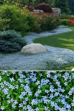 Blue Star Creeper (Laurentia Fluviatilis) - 18 Pack Of Pint Pots 14 Blue Star Creeper (Laurentia Fluviatilis) - 18 Pack Of Pint Pots -Wilson Bros Gardens Blue Star Creeper 24 3