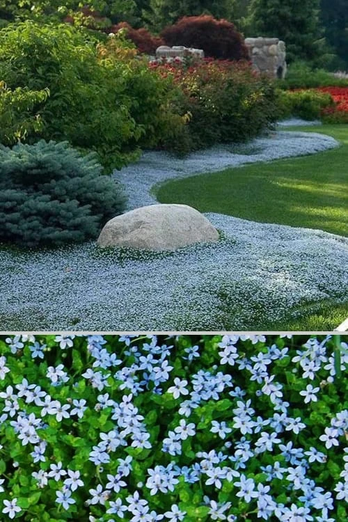 Blue Star Creeper (Laurentia Fluviatilis) - 18 Pack Of Pint Pots 6 Blue Star Creeper (Laurentia Fluviatilis) - 18 Pack Of Pint Pots - Image 6