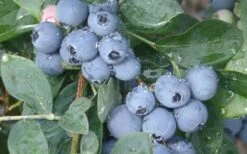 Becky Blue Rabbiteye Blueberry - 2.5 Quart Pot -Wilson Bros Gardens Blueberry Becky Blue