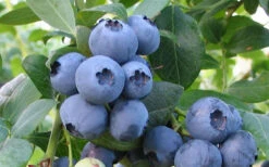Bless Your Heart Rabbiteye Blueberry - 1 Gallon Pot -Wilson Bros Gardens Blueberry Bless Your Heart