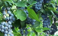 Premier Rabbiteye Blueberry - 2.5 Quart Pot 7 Premier Rabbiteye Blueberry - 2.5 Quart Pot -Wilson Bros Gardens Blueberry Bush Premier 4