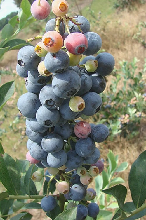 Climax Rabbiteye Blueberry - 2.5 Quart Pot 1 Climax Rabbiteye Blueberry - 2.5 Quart Pot