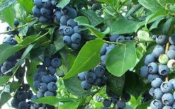 Cooper Southern Highbush Blueberry - 1 Gallon Pot -Wilson Bros Gardens Blueberry Cooper