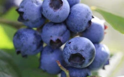 Delite Rabbiteye Blueberry - 3 Gallon Pot -Wilson Bros Gardens Blueberry Delite