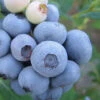 Legacy Highbush Blueberry - 3 Gallon Pot