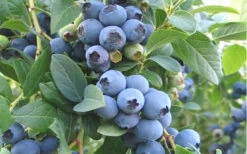 Ochlockonee Rabbiteye Blueberry - 1 Gallon Pot -Wilson Bros Gardens Blueberry Ochlockonee 1