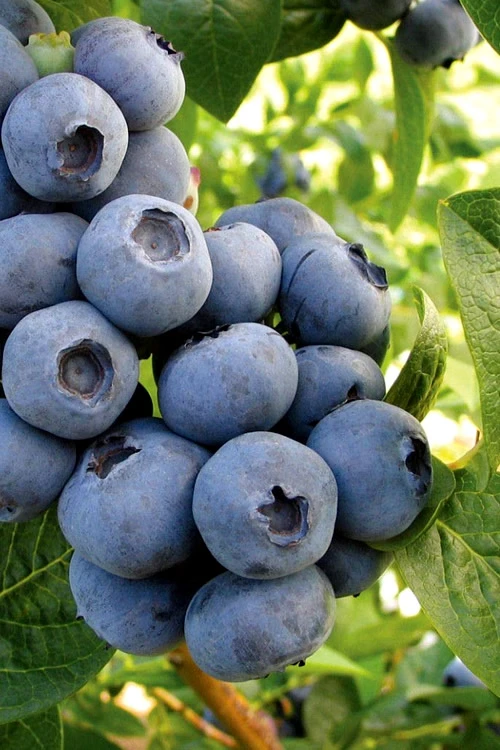 Onslow Self Fertile Rabbiteye Blueberry - 1 Gallon Pot 1 Onslow Self Fertile Rabbiteye Blueberry - 1 Gallon Pot