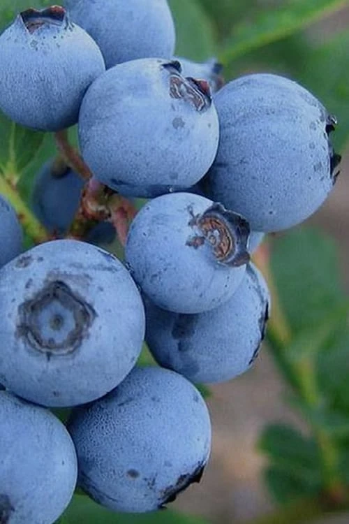Alice Blue Rabbiteye Blueberry - 1 Gallon Pot 1 Alice Blue Rabbiteye Blueberry - 1 Gallon Pot