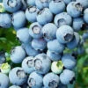 Austin Rabbiteye Blueberry - 6 Pack Of 1 Gallon Pots