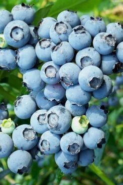 Brightwell Rabbiteye Blueberry - 3 Gallon Pot