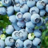 Brightwell Rabbiteye Blueberry - 1 Gallon Pot