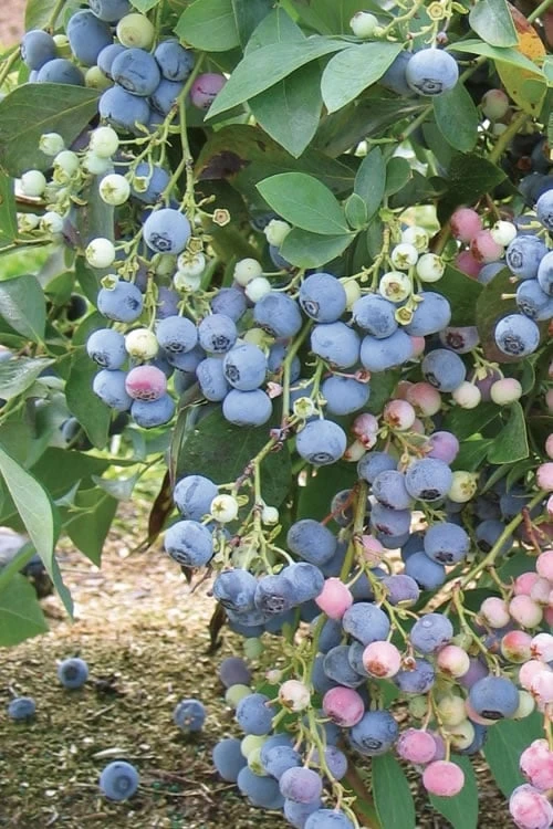 Ochlockonee Rabbiteye Blueberry - 3 Gallon Pot 1 Ochlockonee Rabbiteye Blueberry - 3 Gallon Pot