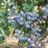 Ochlockonee Rabbiteye Blueberry - 1 Gallon Pot