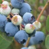 Powderblue Rabbiteye Blueberry - 3 Gallon Pot