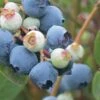Powderblue Rabbiteye Blueberry - 7 Gallon Pot