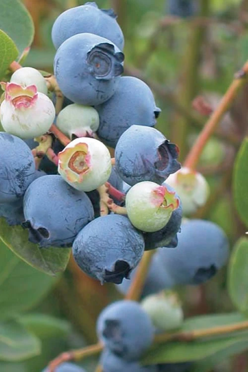 Powderblue Rabbiteye Blueberry - 1 Gallon Pot 1 Powderblue Rabbiteye Blueberry - 1 Gallon Pot
