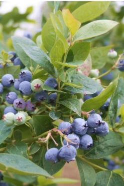 Jubilee Southern Highbush Blueberry - 1 Gallon Pot 7 Jubilee Southern Highbush Blueberry - 1 Gallon Pot -Wilson Bros Gardens Blueberry Southern Higbush Jubilee 500x750 3