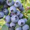 Biloxi Southern Highbush Blueberry - 6 Pack Of 1 Gallon Pots