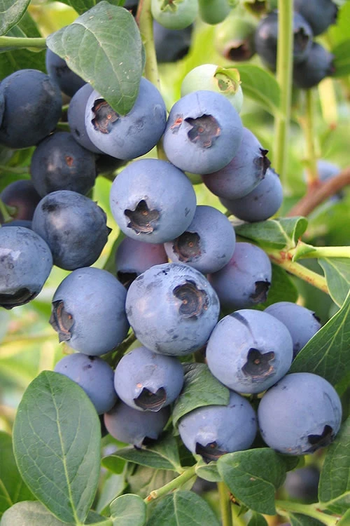 Biloxi Southern Highbush Blueberry - 6 Pack Of 1 Gallon Pots 1 Biloxi Southern Highbush Blueberry - 6 Pack Of 1 Gallon Pots