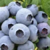 Cooper Southern Highbush Blueberry - 6 Pack Of 1 Gallon Pots