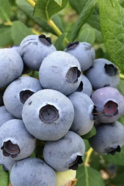 Cooper Southern Highbush Blueberry - 6 Pack Of 1 Gallon Pots