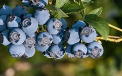 Star Southern Highbush Blueberry - 3 Gallon Pot -Wilson Bros Gardens Blueberry Star