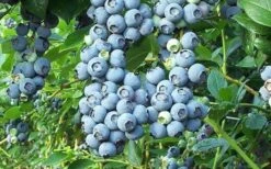 Tifblue Rabbiteye Blueberry - 1 Gallon Pot -Wilson Bros Gardens Blueberry Tifblue 2